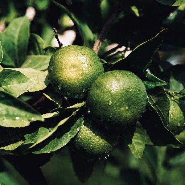 FRUIT NIGHT | nemlendirici gece kremi | %5 AHA |