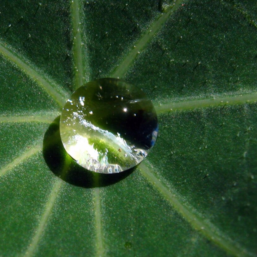 MEDITERRANEAN DEW | Akdeniz’den nemlendirici kolonya